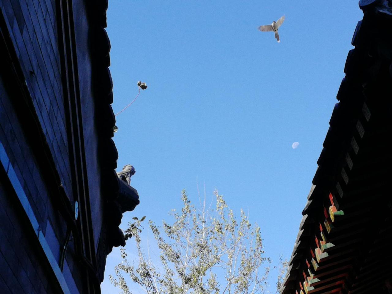 Beijing Fly By Knight Courtyard Ξενοδοχείο Εξωτερικό φωτογραφία